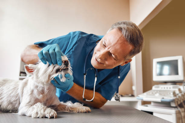 Best 24-Hour Emergency Dentist in Andrews, NC